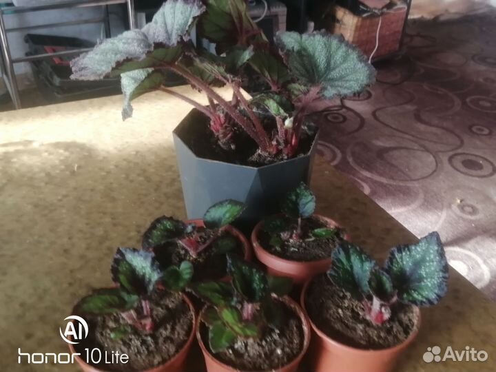 Бегония листовая детки