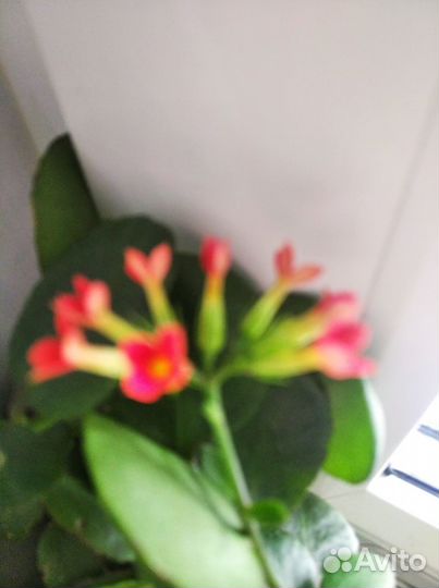 Калонхое цветущий (красный, оранжевый)