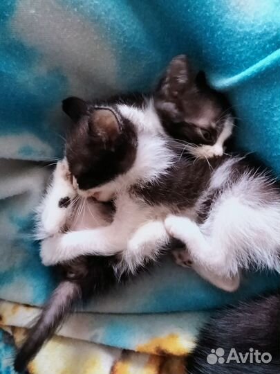 Отдам котят (коты)