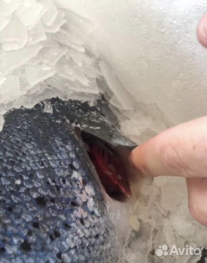 Форель и семга охлажденная опт