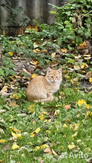 Котята в добрые руки бесплатно