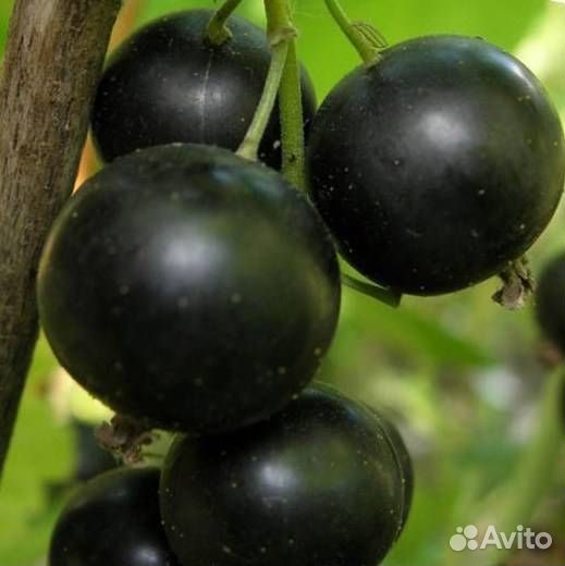 Саженцы смородины Селеченская2