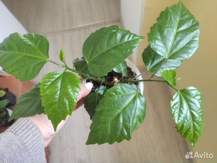 Роза комнатная махровая