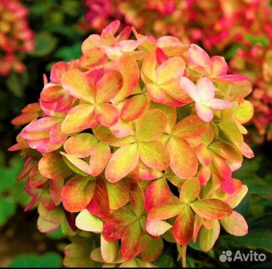 Граффити Гортензия метельчатая