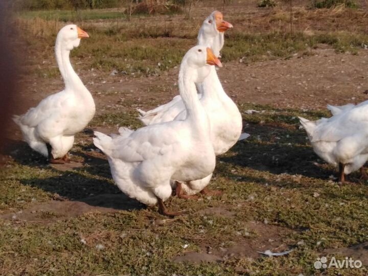 Холмогорские гуси