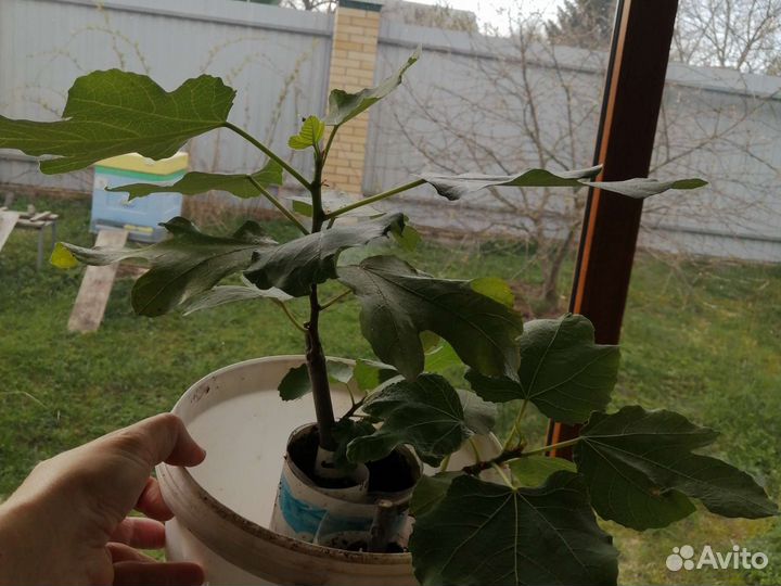 Робиния шелковица инжир