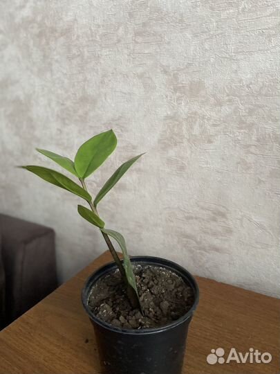 Замиокулькас