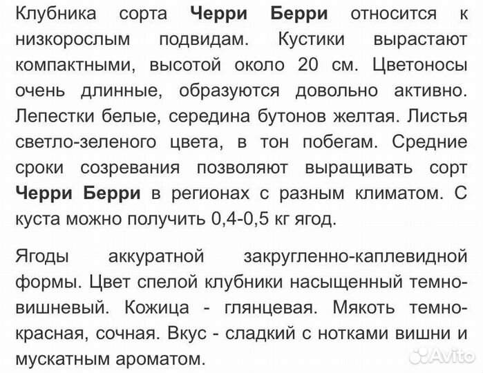 Клубника Черри Берри