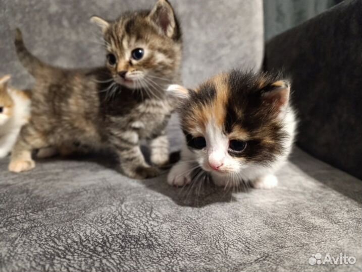 Котята