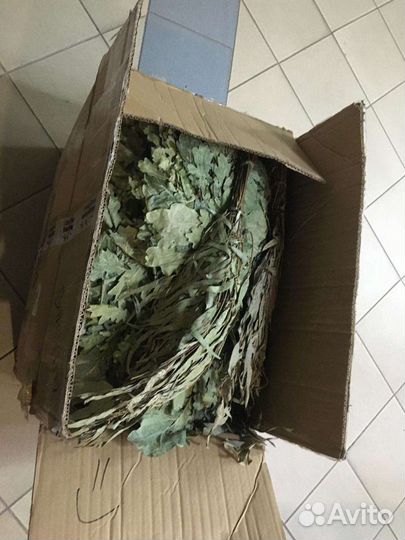 Дубовые веники продам