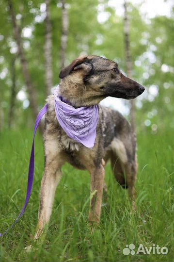 Собака Мили отдам бесплатно