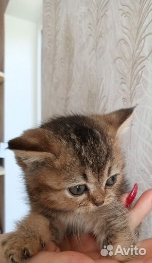 Скоттиш страйт котята