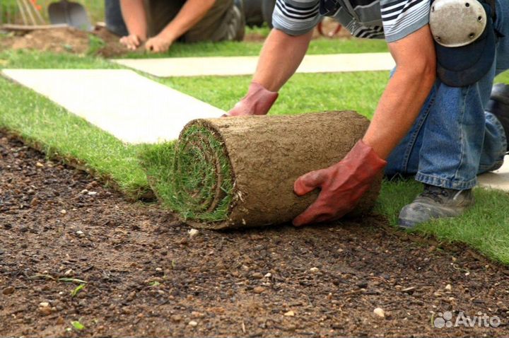 Рулонный газон - производство,доставка,укладка
