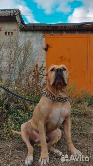 Вязка кобель американский стаффордширский терьер