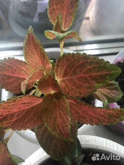 Колеусы вегетативные