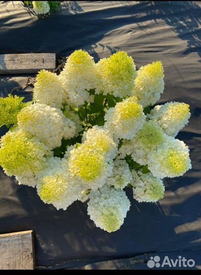 Гортензия метельчатая