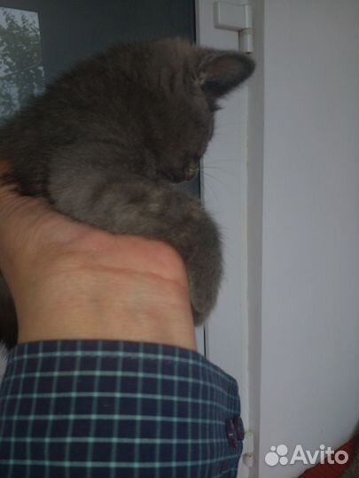 Котёнок девочка в добрые руки