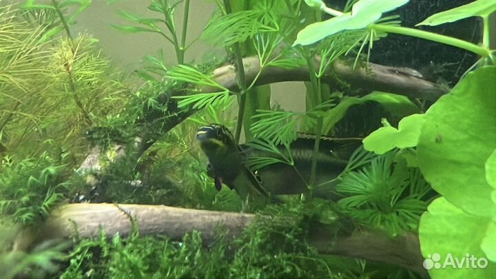 Пельвикахромис пульхер попугайчик самец