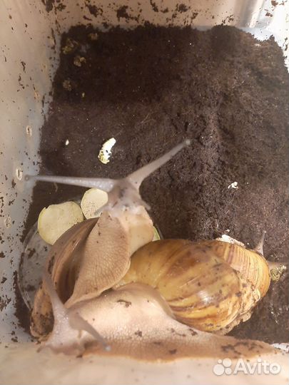 Улитка архахатина овум