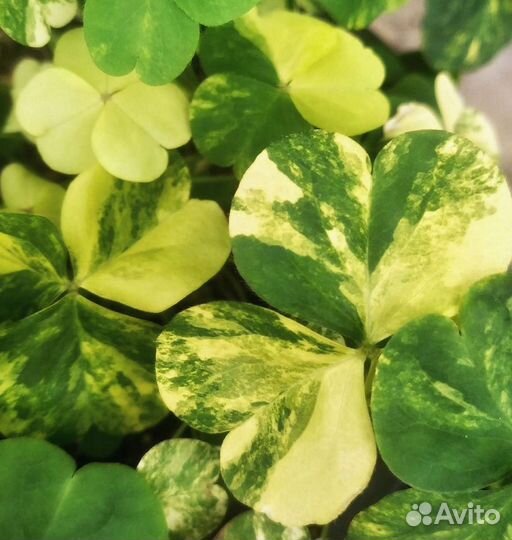 Кислицы сортовые луковичные