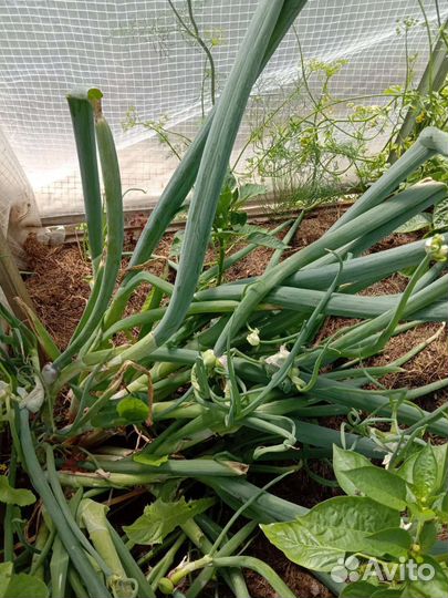 Многоярусный лук семена