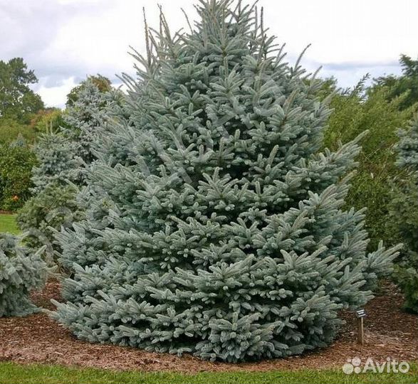 Ель голубая