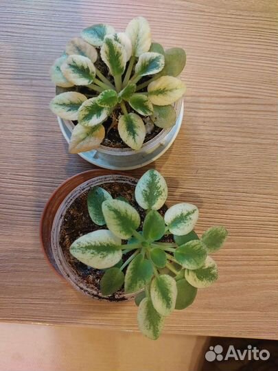 Сортовые фиалки мини