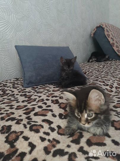 Котята мейн-кун метис
