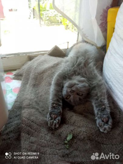 Кошки в добрые руки
