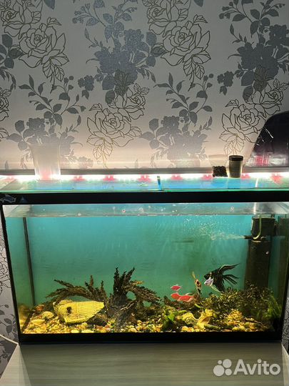 Аквариум с рыбками
