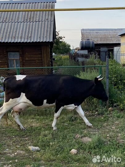 Корова стельная дойная