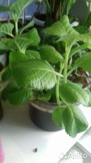 Комнатная мята