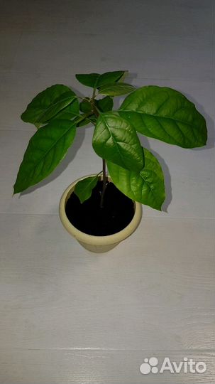 Авокадо растение