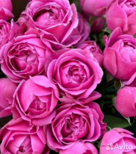 Красивые свежие розы в Тольятти с доставкой