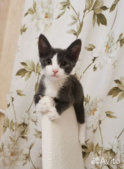 Котенок бесплатно