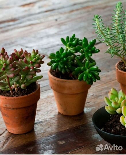 Суккуленты, Каменная роза