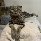 Шотландский вислоухий короткошёрстный кот, вязка