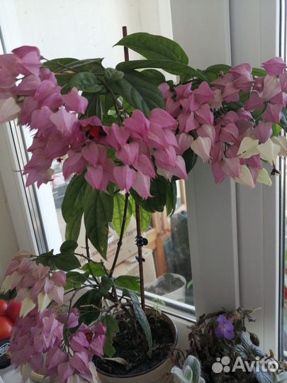 Клеродендрум Томпсона, черенки