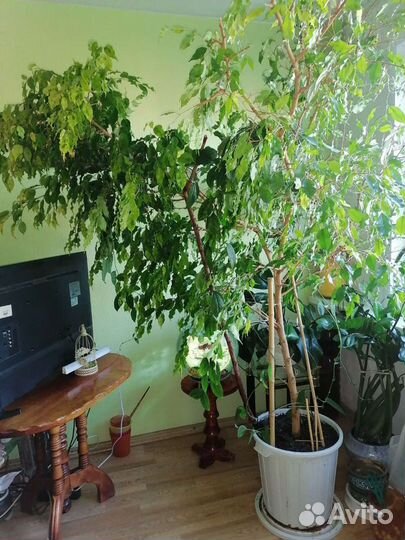 Фикус бенджамина