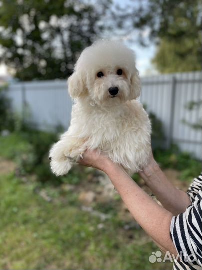 Мальтипу f1 ф1