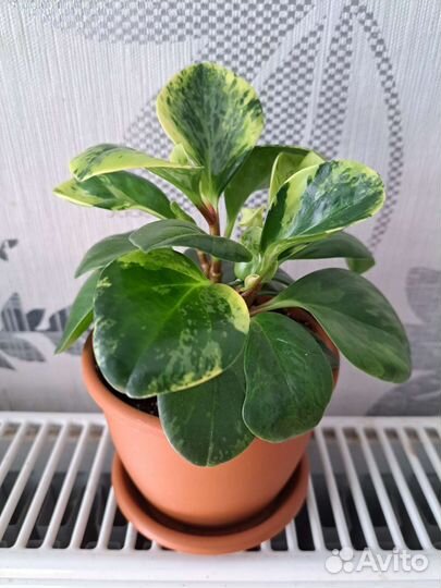 Пеперомия, ктенанта, хлорофитум