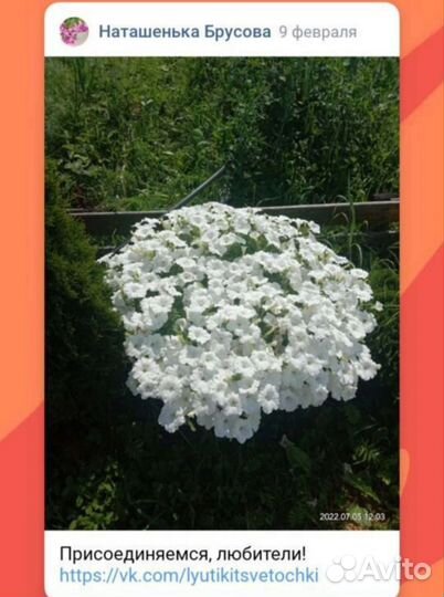 Петуния, Виола, Петхоа