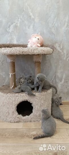 Британские вислоухие котята