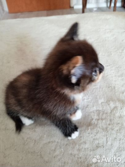 Котенка отдам в добрые руки бесплатно