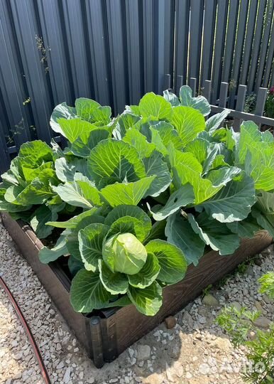 Грядки из дпк