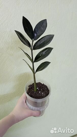 Замиокулькас черный