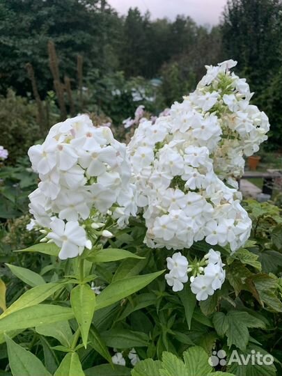 Флокс метельчатый