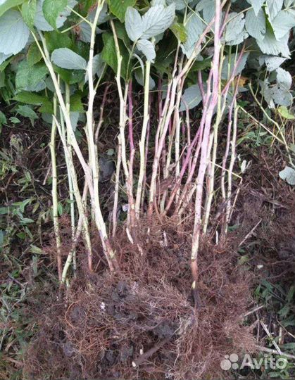 Малина саженцы