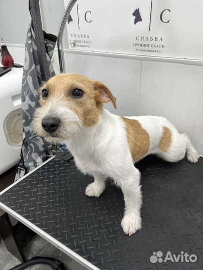 Груминг собак и кошек