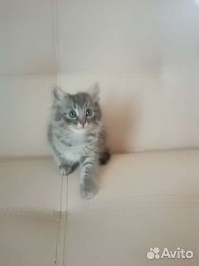 Котята в добрые руки мальчик и девочка